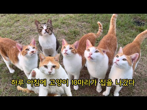 그렇게 잘 해줬는데,, 한꺼번에 집을나간 척이들 …