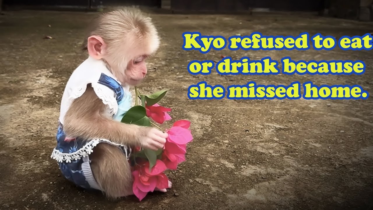 Обезьянка Кё грустит и отказывается от еды, потому что скучает по своему старому дому!