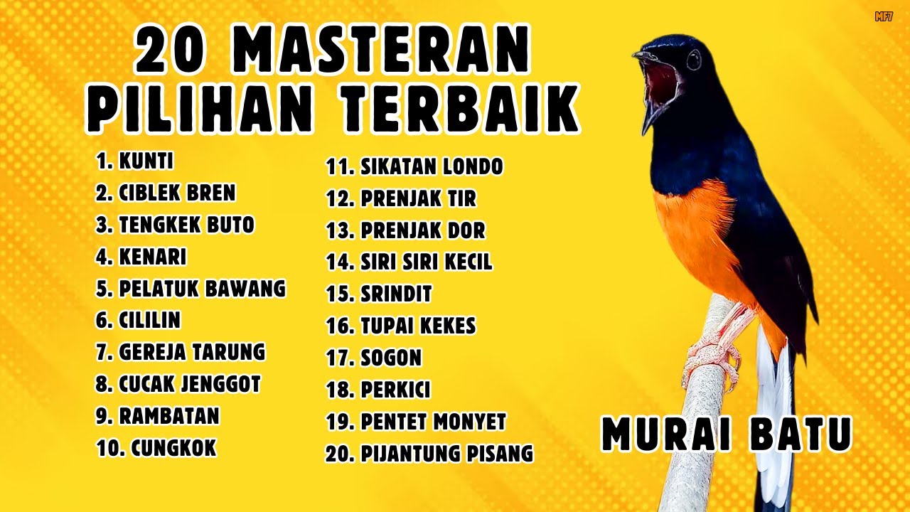 🔴 MASTERAN MEWAH ISIAN 20 MATERI TERBAIK COCOK UNTUK MURAI BATU, CUCAK IJO, KACER || 851