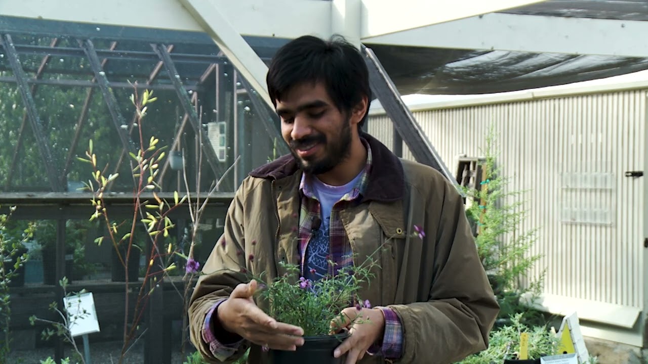 Garden Wise: Native Plants for your Flower Beds