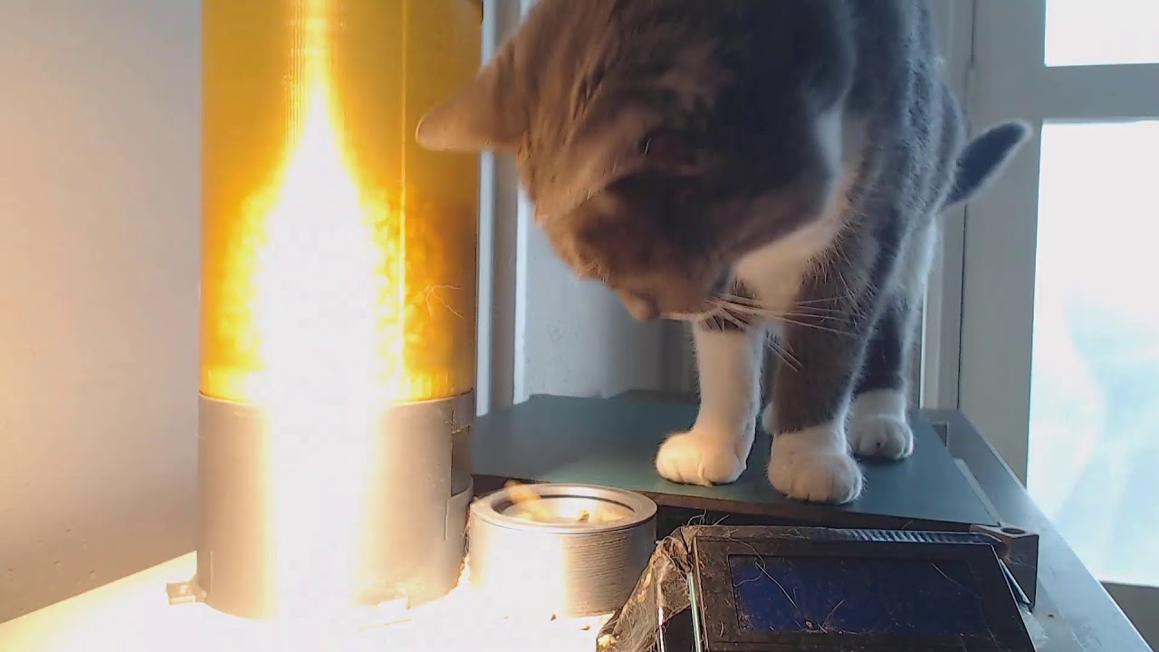 Live cat stream - YouTube