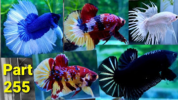 Betta Part 255 Koi nemo copper galaxy Cá betta tưa trắng