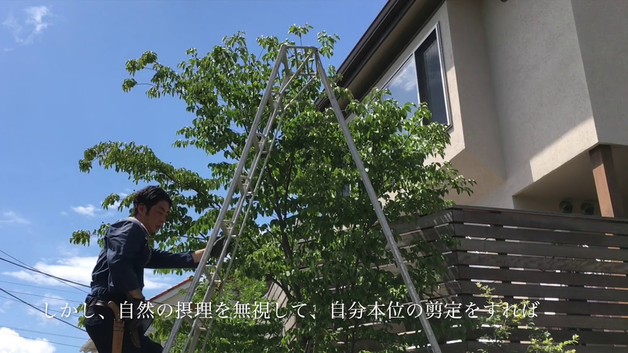 町田市 ヤマボウシ剪定 自然樹形剪定の様子 Youtube