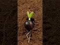 Sweet Leaf Mustard Growth Time-Lapse | From Seed to Flower in 30 Seconds