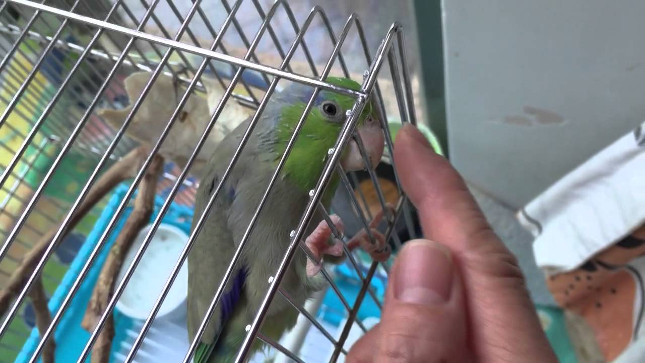 Picture of Pacific Parrotlet - Beak massage - YouTube