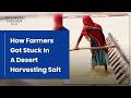 How These Farmers Got Stuck In A Desert Harvesting Salt For 4 A Ton Big Business