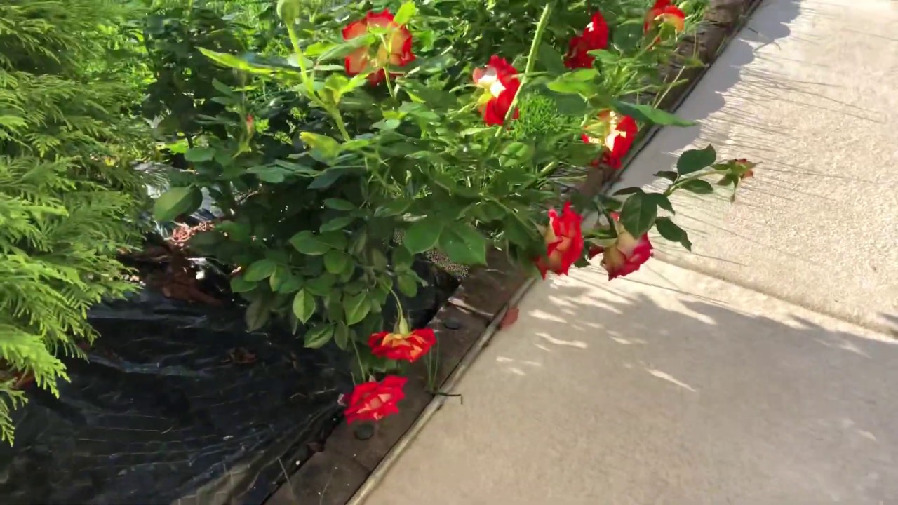 Rose (ketchup and Mustard Rose) YouTube