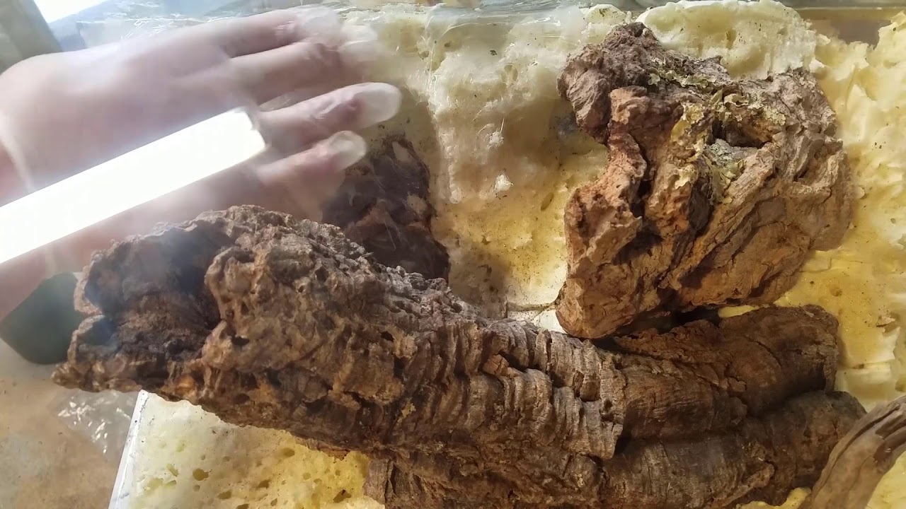 aquarium plants Custom Vivarium Background Build [Part 2] - 20 Gallon Hexagon Aquarium Conversion