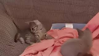 6 minutes of adorable kitten fight by theYoungNastyMan 140 views 2 years ago 6 minutes, 2 seconds