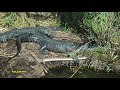 American #Alligator Counting #Game (big screen version). #wildlife
