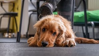 TIERSCHUTZ IN MÜNCHEN: Dauersitzer im Hundebereich nach Corona-Lockdowns