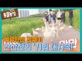 안산천의 마스코트 ‘거위 대가족!’ I TV동물농장 (Animal Farm) | SBS Story