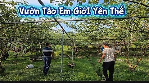 THĂM VƯỜN TÁO EM GIỚI YÊN THẾ I NÚI ĐỒI LỤC NGẠN