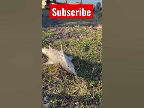 I CAUGHT THIS SHARK IN MY POND 😳 - YouTube