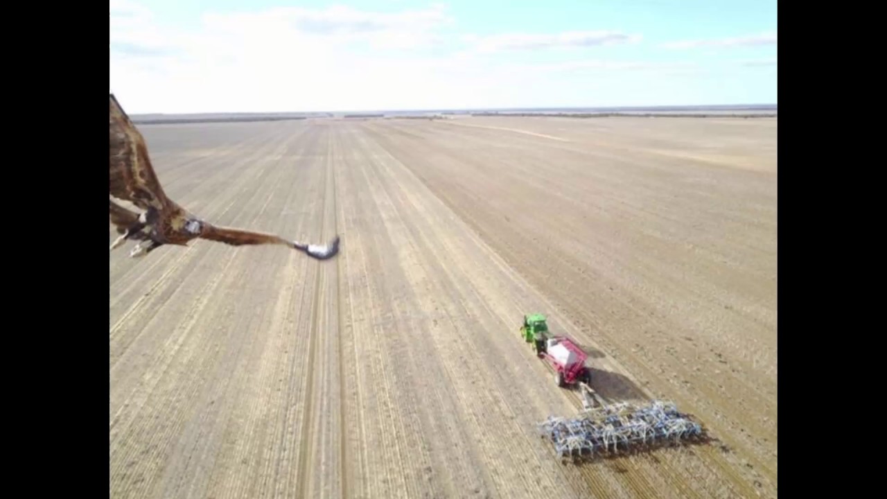 Wedge-tailed eagle captured swooping on drone 