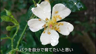 バラ 薔薇に関すること Youtube バラ 薔薇に関すること Youtube