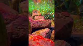 Google pixel 6pro under Water video #unfrezzmyaccount #theothersideofmakebelieve #growmyaccount