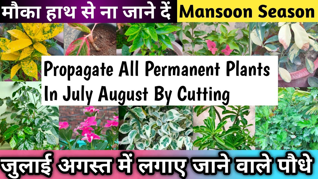 Grow These 30 Permanent Plants From Cutting In July August🌹How To