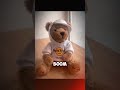 How many people like Rockstar Teddy ?