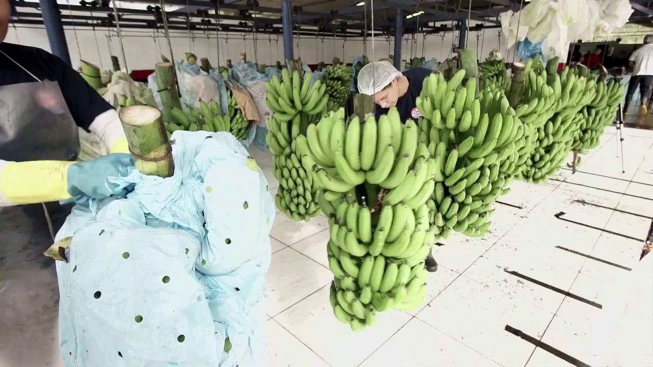Bananas Corrêa implanta padrão GS1 | PariPassu  - AgroFrutas & Cia