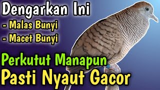 PERKUTUT LOKAL GACOR JOS, SUARA KUTUT LOKAL GACOR, PANCINGAN MASTERAN PERKUTUT SUARA PERKUTUT #23