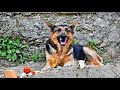 Dog Sleeps On Grave, Man Learns She&#39;s Guarding Something