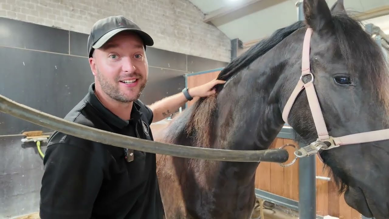 Vlog 3: Ophalen van de jonge paarden | Friese Paarden TV