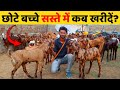 सिरोही और गुजरी के छोटे बच्चे कब खरीदें सस्ते में कब मिलेंगे? Harish Yadav