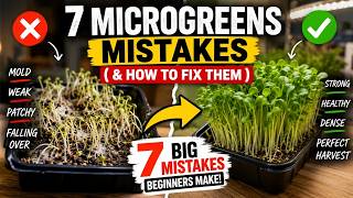 7 Microgreens Mistakes Beginners Make Indoors & How to Fix Them | DO NOT DO THIS MISTAKES AGAIN!