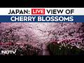 Japan Cherry Blossom LIVE: Cherry Blossoms Bloom In Tokyo