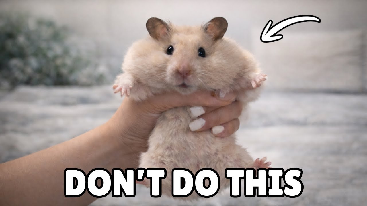 How to TAME Your Hamster the RIGHT Way (Most Owners Get This WRONG!)