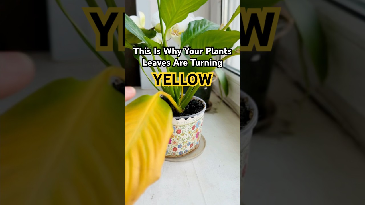 This Is Why Your Plant’s Leaves Are Turning Yellow! 🍂 
