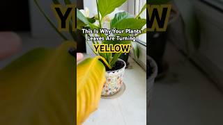 This Is Why Your Plant’s Leaves Are Turning Yellow! 🍂 #plantcare #plants #houseplants #shorts