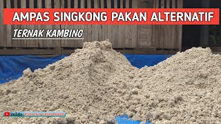 PRAKTIS, PAKAN FERMENTASI AMPAS SINGKONG BIKIN KAMBING KENYANG & TENANG