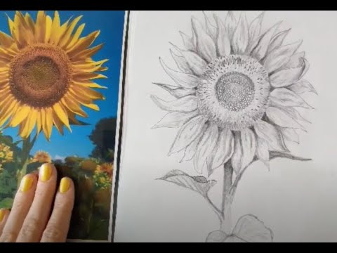 Video: Hoe Teken Je Een Zonnebloem Met Een Potlood?