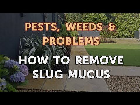 How to Remove Slug Mucus