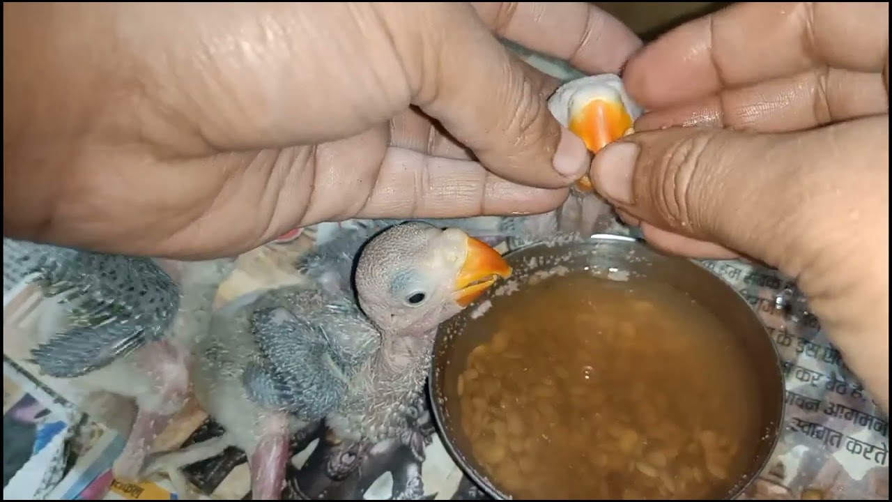 How Do You Hand Feed a Baby Bird: Essential Tips for Success