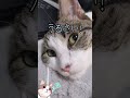 猫がイク瞬間（29日目）#Shorts