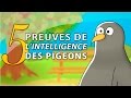 Les pigeons rois des cons 