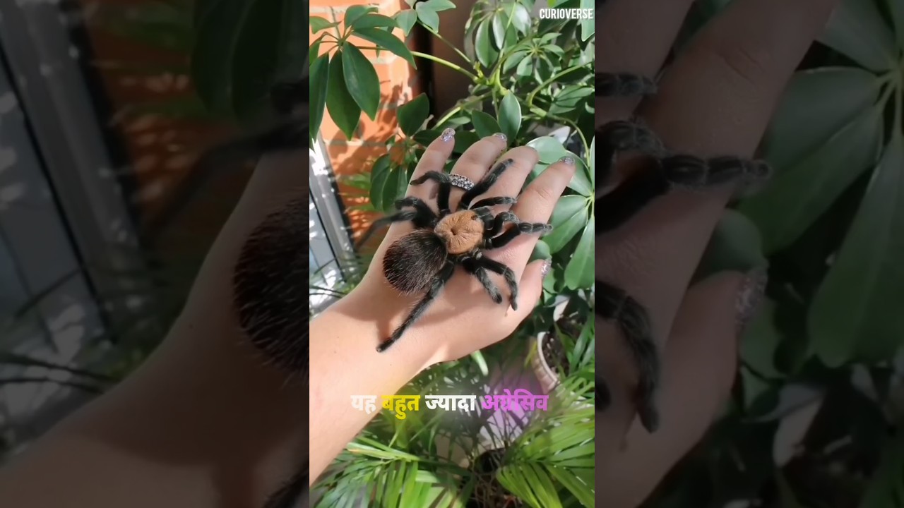 Unveiling the Hourglass Tapdoor Spider 