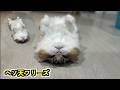 【へそ天猫】飼い主に仰向けにされるとそのままへそ天でフリーズしてしまう猫。何度もフリーズするのでぜひ見てみてください 笑