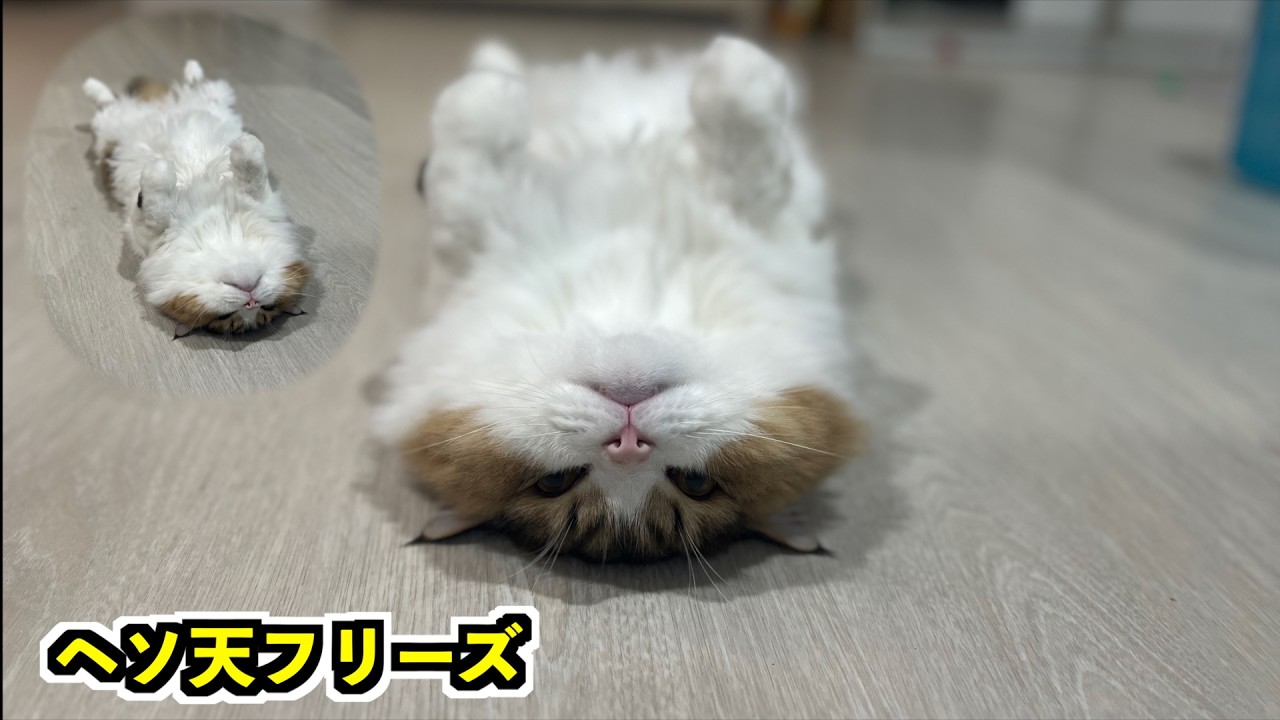 【へそ天猫】飼い主に仰向けにされるとそのままへそ天でフリーズしてしまう猫。何度もフリーズするのでぜひ見てみてください 笑