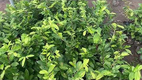 Cúc vip (cúc tri kỷ,90k/cây,bao ship,0397142252