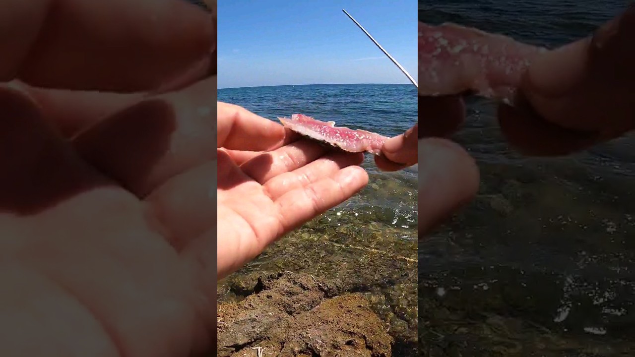 Cebo surfcasting💥Lomo sardina anzuelar