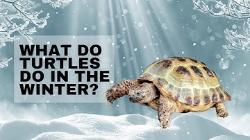 Turtles in Winter: How They Adapt and Survive the Cold