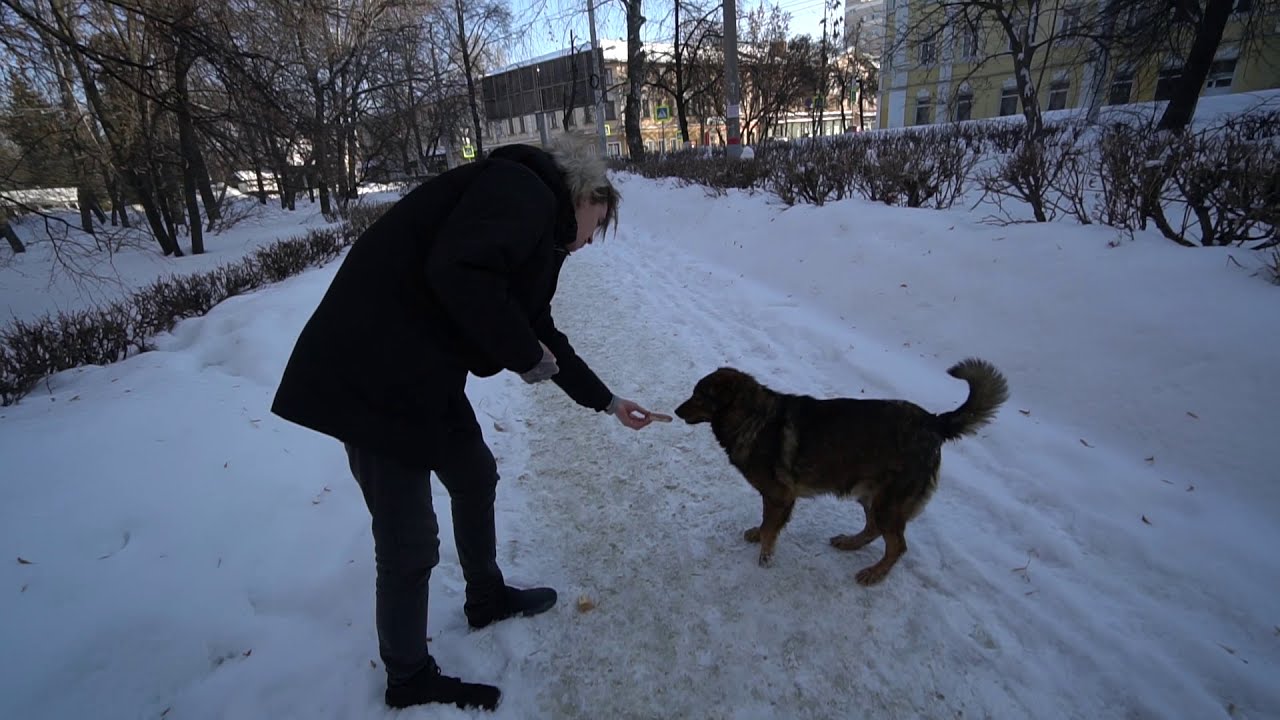 Макс тесла телеграмм