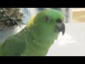 Police called after Florida parrot's 'help me' chants