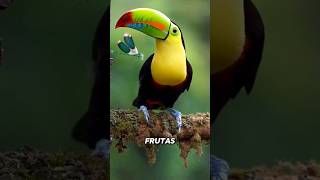 TUCANOS  BELEZAS DA NATUREZA #SHORTS  #Tucanos #CoresVibrantes #Biodiversidade #AvesExóticas
