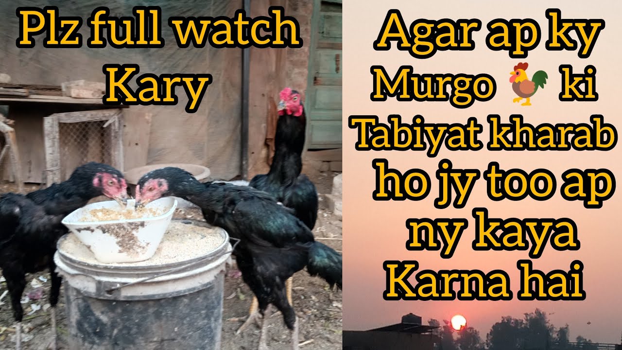 Agar ap ky murgo 🐓 ki tabiyat kharab ho jy too ap ny kaya Karna hai 🙂plz full watch Kary 👀
