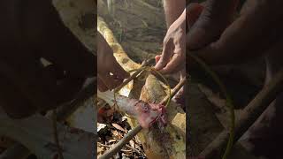 Today I roasted some deer meat by a stream and ate it